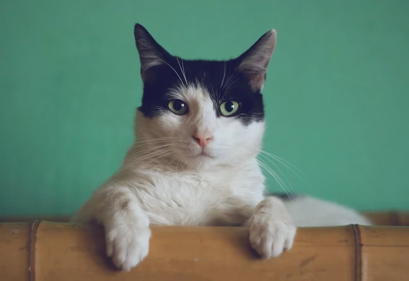 Gato